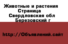  Животные и растения - Страница 3 . Свердловская обл.,Березовский г.